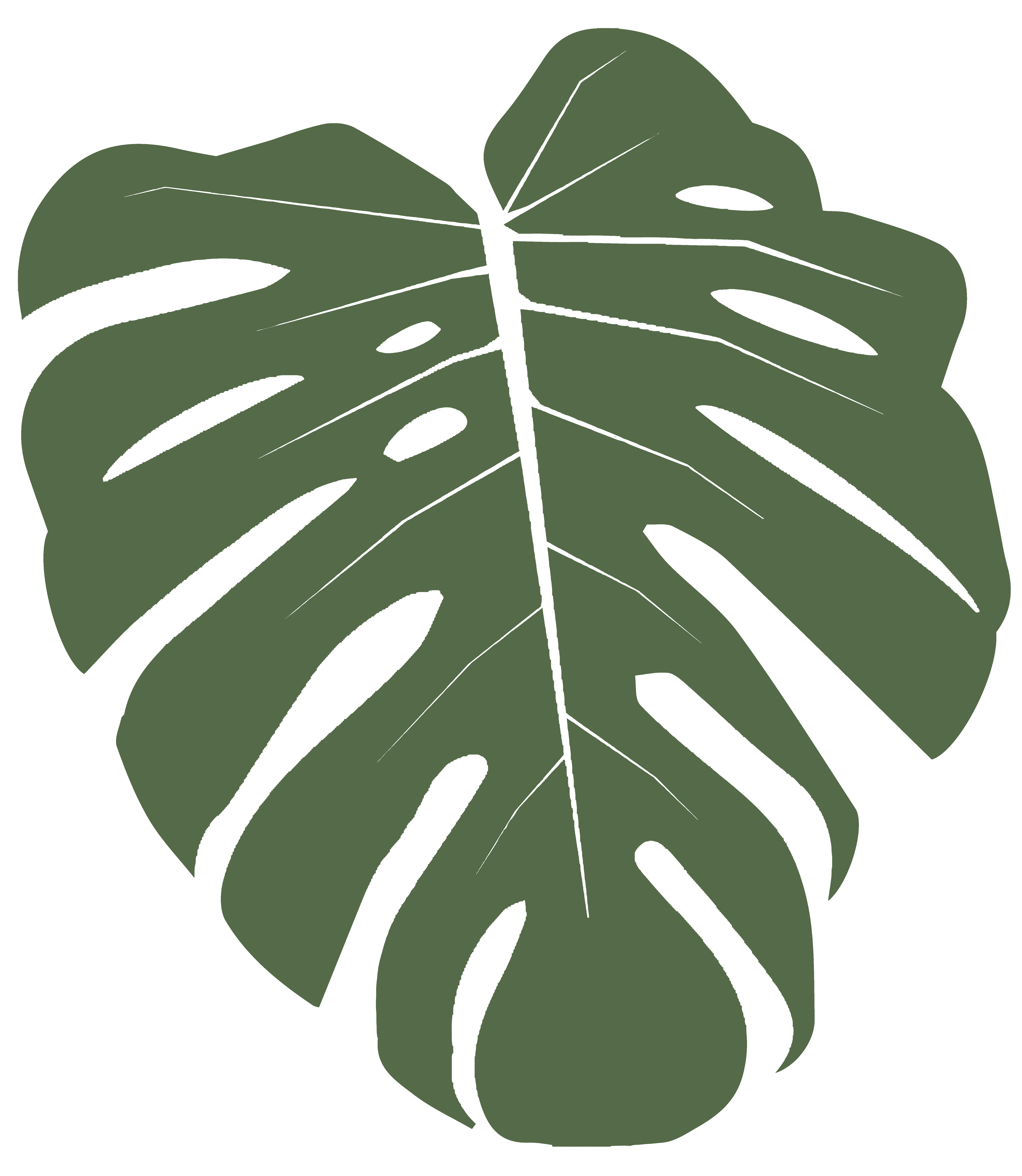 monstera_02